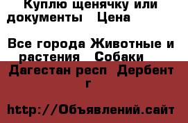 Куплю щенячку или документы › Цена ­ 3 000 - Все города Животные и растения » Собаки   . Дагестан респ.,Дербент г.